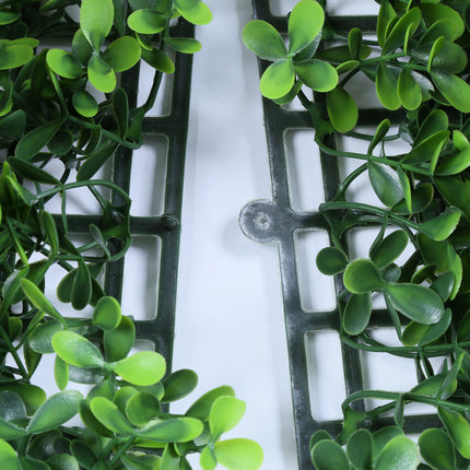 Valencia (box of 12)