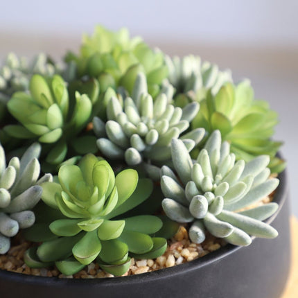 Kae Artificial Succulent Arrangement in Low Black Pot
