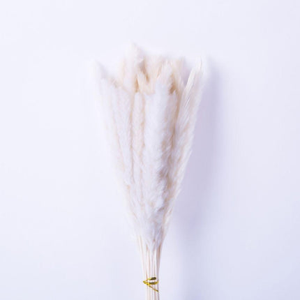 Beige Pampas Bouquet 26'' (Set Of 30)