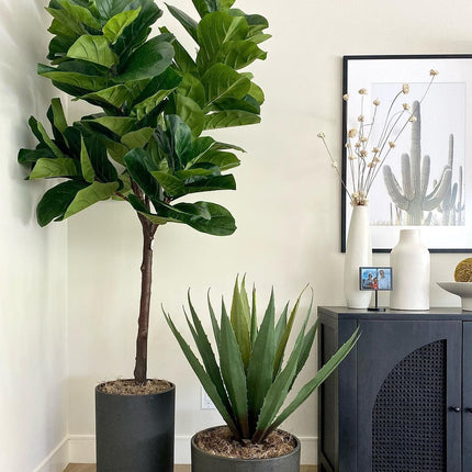 Tunja Artificial Century Potted Plant (Multiple Sizes)