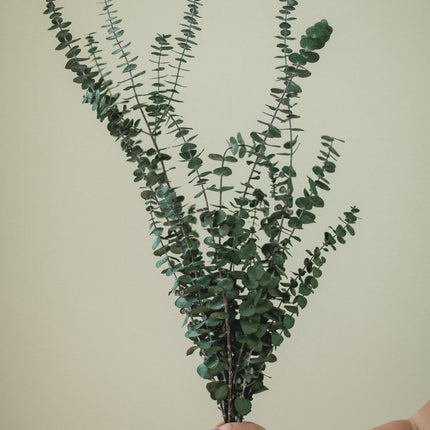 Italian Baby Eucalyptus
