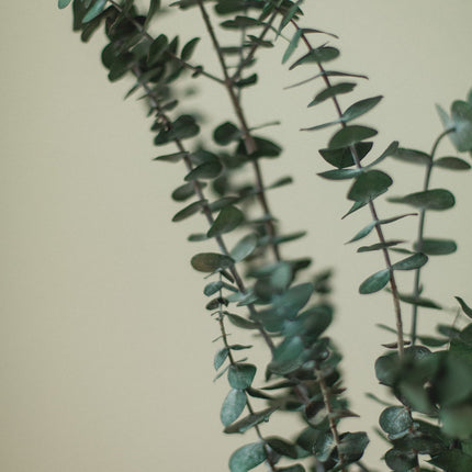 Italian Baby Eucalyptus