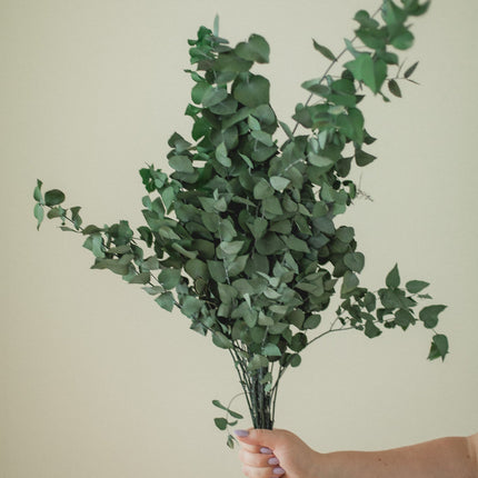 Italian Stuartana Eucalyptus