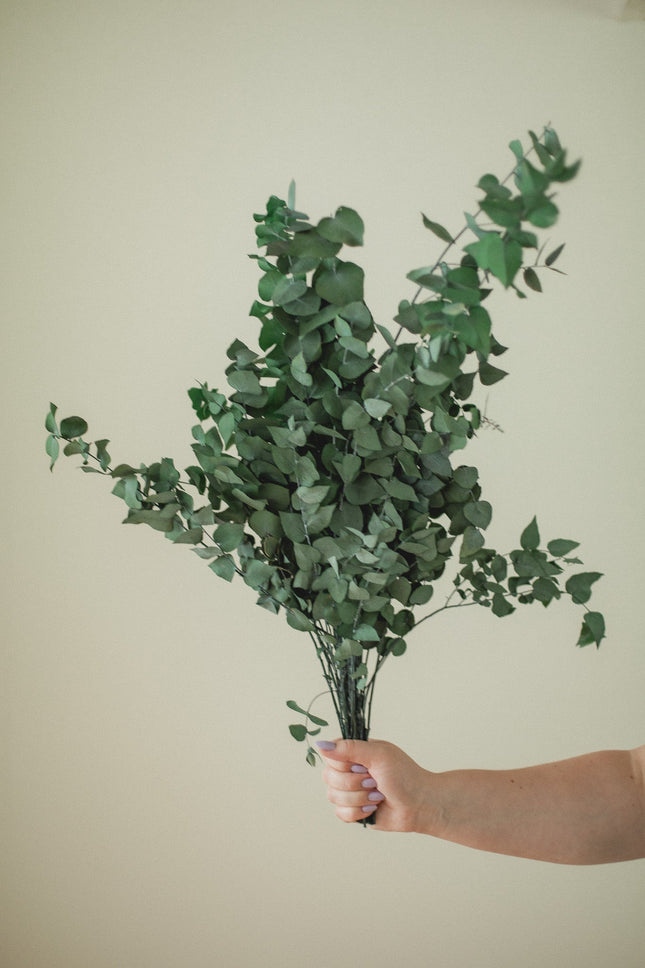 Italian Stuartana Eucalyptus