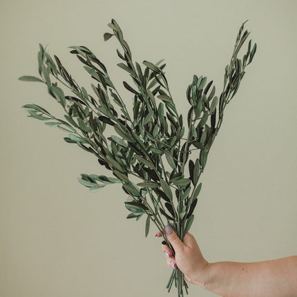 Italian Olive Stems