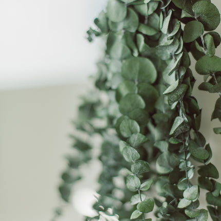 Eucalyptus Shower Bundle