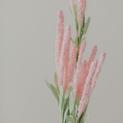 Amaranth Flowers