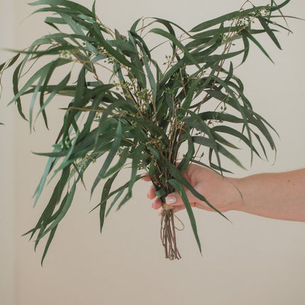 Preserved Seeded Weeping Willow Eucalyptus