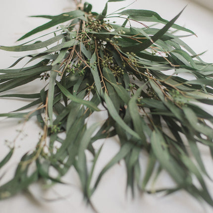 Preserved Seeded Weeping Willow Eucalyptus