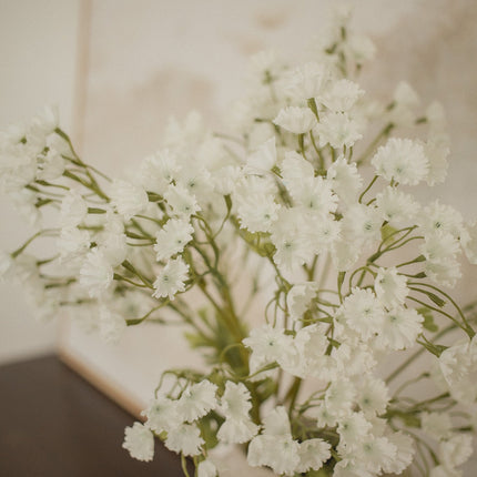Gypsophila Elegan - Babies breath