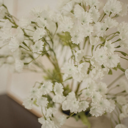 Gypsophila Elegan - Babies breath