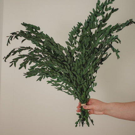 Preserved Short Willow Eucalyptus (Parvifolia)