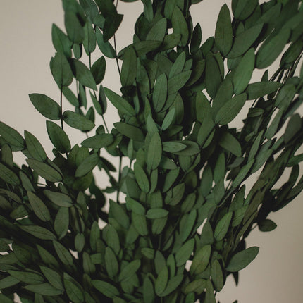 Preserved Short Willow Eucalyptus (Parvifolia)