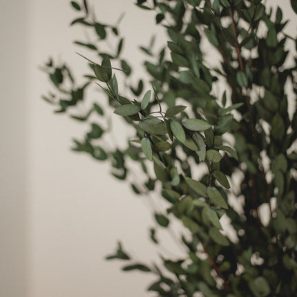 Italian short willow (Parvifolia)