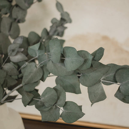 Italian Cinera Eucalyptus