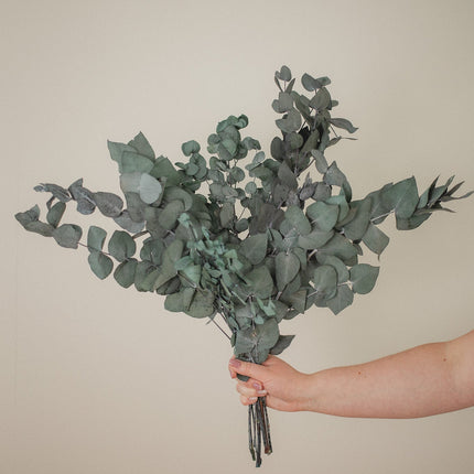 Italian Cinera Eucalyptus