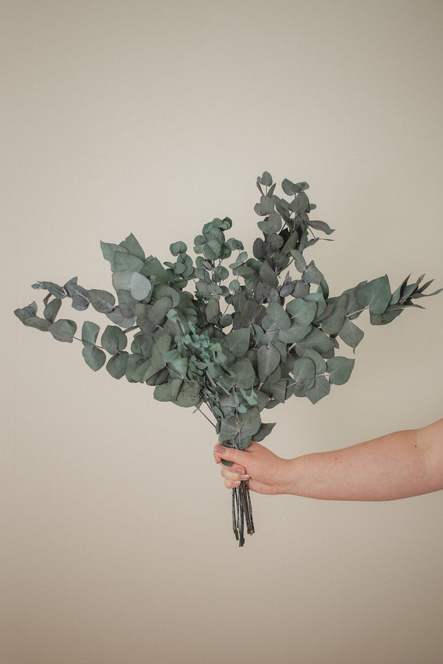 Italian Cinera Eucalyptus