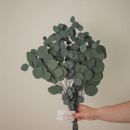 Italian Silver Dollar Eucalyptus