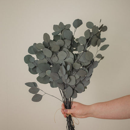 Italian Silver Dollar Eucalyptus