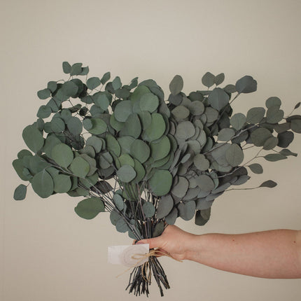 Italian Silver Dollar Eucalyptus