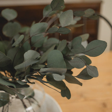 Italian Silver Dollar Eucalyptus