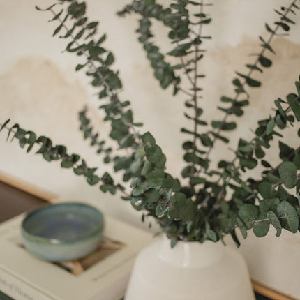 Italian Baby Eucalyptus