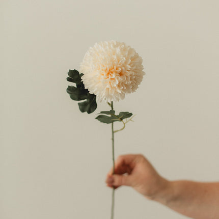 Chrysanthemum