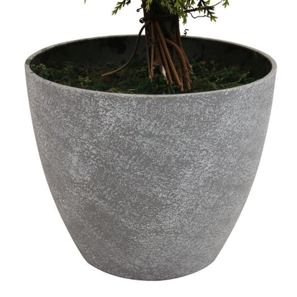 Jacob Potted Boxwood Topiary Plant (Multiple Sizes)