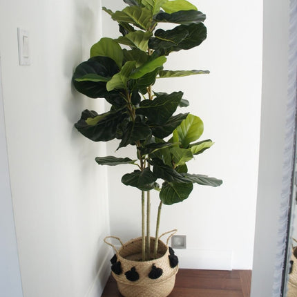 Alva Artificial Fiddle Leaf Potted Plant (Multiple Sizes)