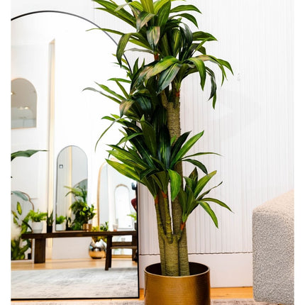 Dana Artificial Draecena Tree Potted Plant (Multiple Sizes)