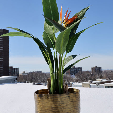 Poloma - Brass Basket Planter (Multiple Sizes)