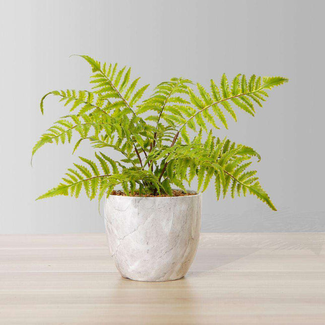 Bera Potted Faux Fern