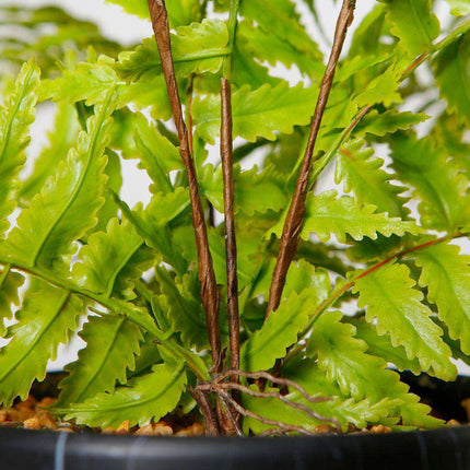 Dasa Potted Faux Fern