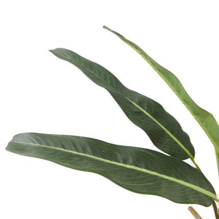 Emma Artificial Travellers Palm Tree Potted Plant 43''