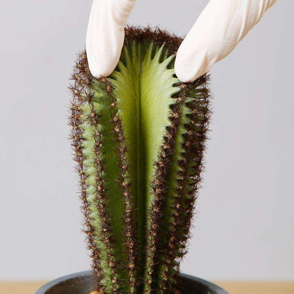 Goza Artificial Cactus Tree Potted Plant 9"