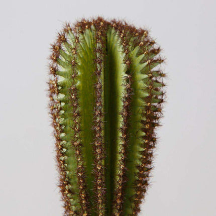 Goza Artificial Cactus Tree Potted Plant 9"