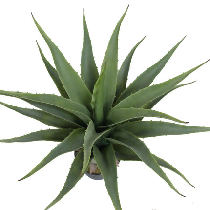 Tunja Artificial Century Potted Plant (Multiple Sizes)