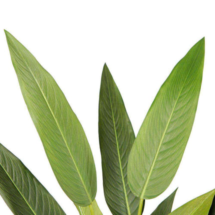 Maio Artificial Bird Of Paradise Potted Plant 31"