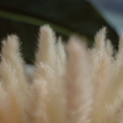 Beige Pampas Bouquet 26'' (Set Of 30)