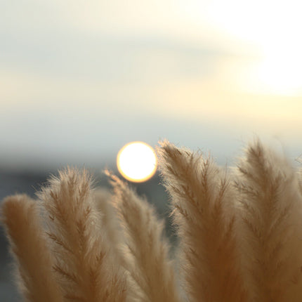 Beige Pampas Bouquet 26'' (Set Of 30)