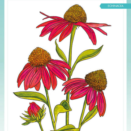SL Clear Stamp Echinacea Essentials 93x136x3mm 1 PC nr.543