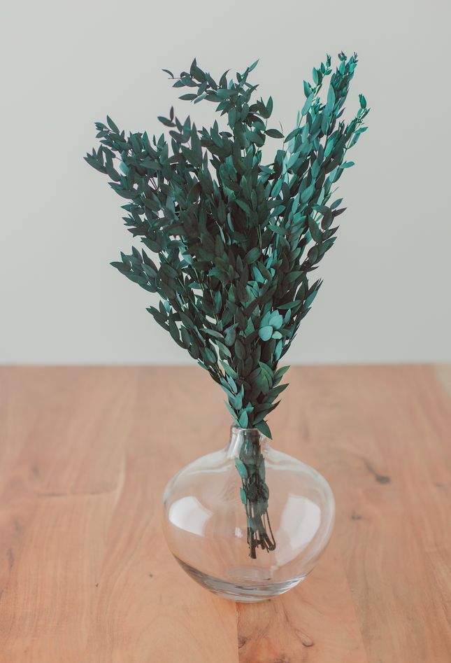 Preserved Short Willow Eucalyptus (Parvifolia)