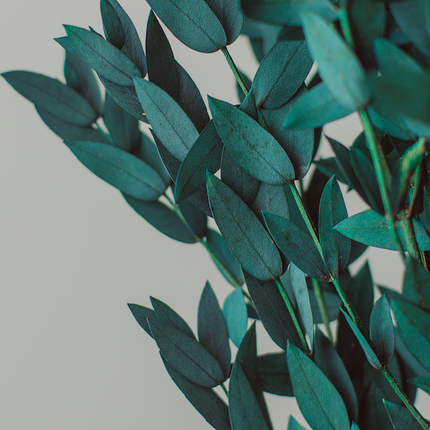 Preserved Short Willow Eucalyptus (Parvifolia)