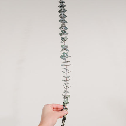 Preserved Stems - Medium