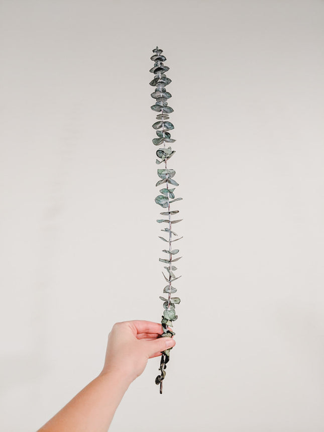 Preserved Stems - Medium