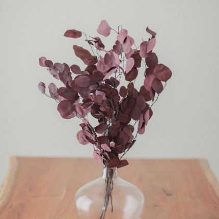 Preserved Silver Dollar Eucalyptus Bundle