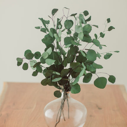 Preserved Silver Dollar Eucalyptus Bundle