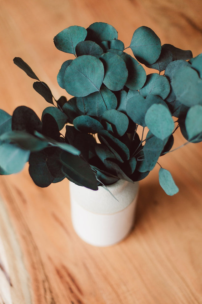 Preserved Silver Dollar Eucalyptus Bundle