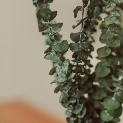 Eucalyptus Stem Bundle