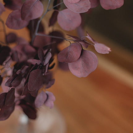 Preserved Silver Dollar Eucalyptus Bundle